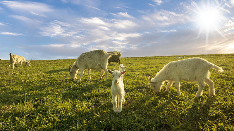 small herd of goats grazing in the meadow on a sunny day