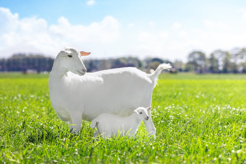 What is A2 Milk?