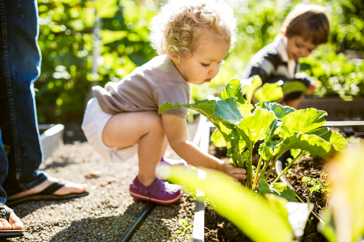 Toddler squatting next to a vegetable garden picking a bunch of beets