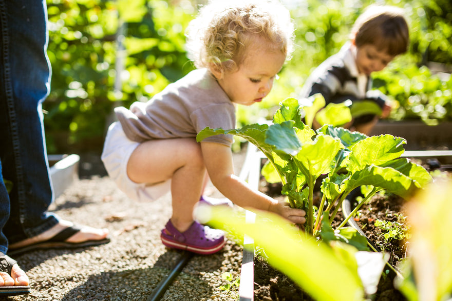Toddler squatting next to a vegetable garden picking a bunch of beets